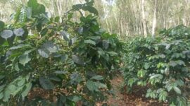 doc | inset | Kebun Kopi