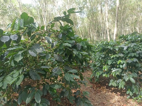 doc | inset | Kebun Kopi