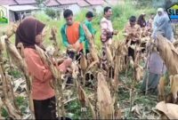Siswa siswi berkemampuan khusus SLB Pembina Blangkejeren sedang memanen jagung |doc|slbpembina|