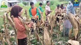 Siswa siswi berkemampuan khusus SLB Pembina Blangkejeren sedang memanen jagung |doc|slbpembina|