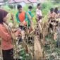 Siswa siswi berkemampuan khusus SLB Pembina Blangkejeren sedang memanen jagung |doc|slbpembina|
