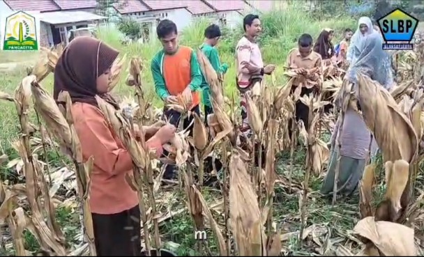 Siswa siswi berkemampuan khusus SLB Pembina Blangkejeren sedang memanen jagung |doc|slbpembina|