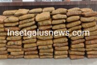 Ratusan Kilogram barang bukti Ganja siap edar, Jumat (24/10/2025) | doc | insetgalus |