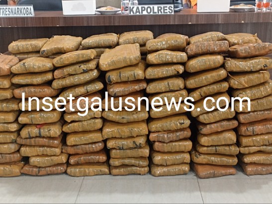 Ratusan Kilogram barang bukti Ganja siap edar, Jumat (24/10/2025) | doc | insetgalus |
