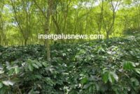 Gambar: Kebun Kopi Anuar Porang Lembah Kodim, Aih Sejuk-Blangkejeren, Senin (27/10/2025) | doc | Anuar |