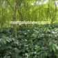 Gambar: Kebun Kopi Anuar Porang Lembah Kodim, Aih Sejuk-Blangkejeren, Senin (27/10/2025) | doc | Anuar |