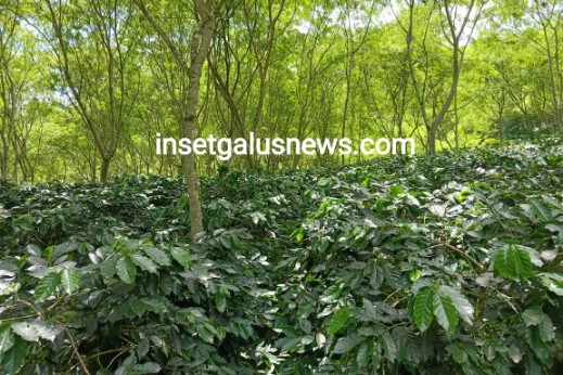 Gambar: Kebun Kopi Anuar Porang Lembah Kodim, Aih Sejuk-Blangkejeren, Senin (27/10/2025) | doc | Anuar |