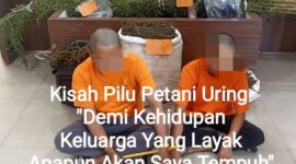 Pemilik ladang Ganja G (45) bersama J (19), Senin (3/11)