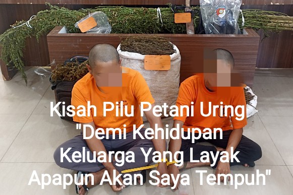 Pemilik ladang Ganja G (45) bersama J (19), Senin (3/11)