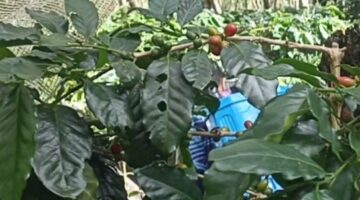 Gayo Lues Highlights Highland Potential to Boost Arabica Coffee Development