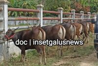 Sapi yang telah selesai verifikasi di Rumah Potong Hewan Sepang, Blangkejeren yang akan disalurkan ke penerima, Fhoto Senin 16/2/2026
