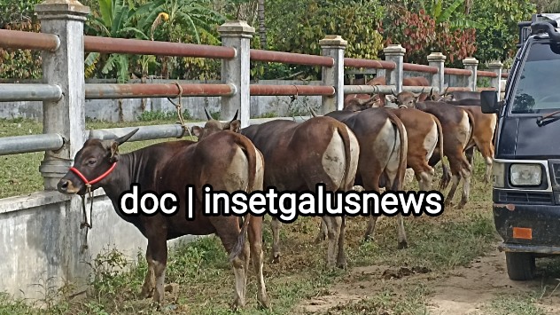 Sapi yang telah selesai verifikasi di Rumah Potong Hewan Sepang, Blangkejeren yang akan disalurkan ke penerima, Fhoto Senin 16/2/2026