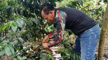 Jakaria SHut Praktisi Petani Kopi yang juga menjabat sebagai Kepala Dinas Perumahan & Permukiman Kabupaten Gayo Lues