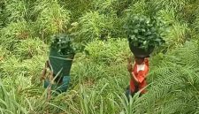 Akibat sejumlah titik badan jalan yang amblas dan tidak dapat dilalui kendaraan, warga terpaksa memikul bibit kopi secara manual menuju lokasi tanam, Senin (4/5/2026).