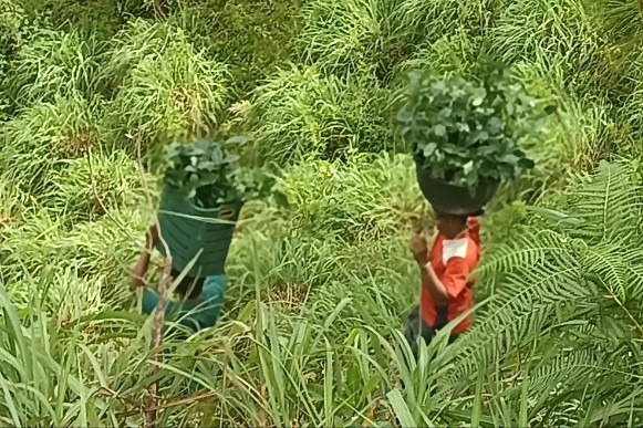 Akibat sejumlah titik badan jalan yang amblas dan tidak dapat dilalui kendaraan, warga terpaksa memikul bibit kopi secara manual menuju lokasi tanam, Senin (4/5/2026).