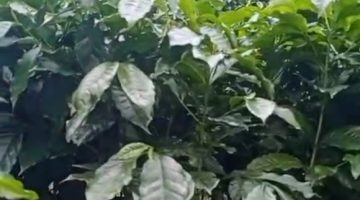 Metode “Cangkol Tanam” Dinilai Permudah Petani Mulai Budidaya Kopi di Gayo Lues
