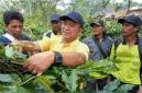 Edwar Canto di areal perkebunan kopi warga |doc|ist|