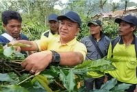 Edwar Canto di areal perkebunan kopi warga |doc|ist|