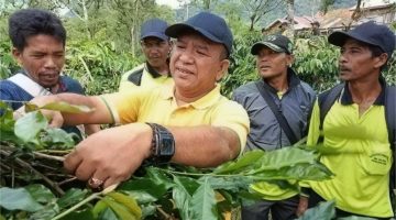 Edwar Canto di areal perkebunan kopi warga |doc|ist|