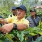 Edwar Canto di areal perkebunan kopi warga |doc|ist|