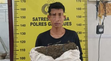 Tersangka pengedar narkoba saat ini diciduk dan diamankan oleh Kepolisian Resort Gayo Lues 