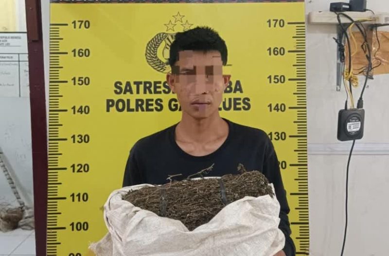 Tersangka pengedar narkoba saat ini diciduk dan diamankan oleh Kepolisian Resort Gayo Lues 